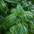 Vegetable Seeds,Garden seeds, Seeds For Planting,Plant Seeds