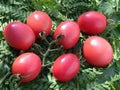 Vegetable Seeds,Garden seeds, Seeds For Planting,Plant Seeds