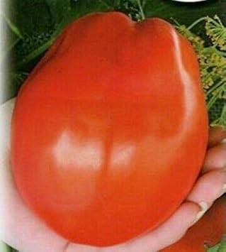 Vegetable Seeds,Garden seeds, Seeds For Planting,Plant Seeds