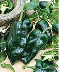 Vegetable Seeds,Garden seeds, Seeds For Planting,Plant Seeds