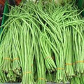 Vegetable Seeds,Garden seeds, Seeds For Planting,Plant Seeds