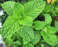 Vegetable Seeds,Garden seeds, Seeds For Planting,Plant Seeds