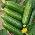 Vegetable Seeds,Garden seeds, Seeds For Planting,Plant Seeds