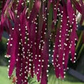 Flower Seeds, Seeds,Seeds For Planting,Plant Seeds
