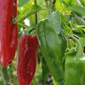 Vegetable Seeds,Garden seeds, Seeds For Planting,Plant Seeds
