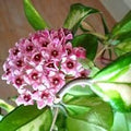 Flower Seeds, Seeds,Seeds For Planting,Plant Seeds