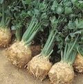 Vegetable Seeds,Garden seeds, Seeds For Planting,Plant Seeds