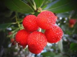 Fruit Seeds,Garden seeds, Seeds For Planting,Plant Seeds