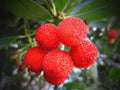 Fruit Seeds,Garden seeds, Seeds For Planting,Plant Seeds
