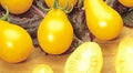 Vegetable Seeds,Garden seeds, Seeds For Planting,Plant Seeds