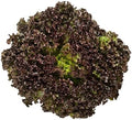 Vegetable Seeds,Garden seeds, Seeds For Planting,Plant Seeds