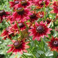 Flower Seeds, Seeds,Seeds For Planting,Plant Seeds