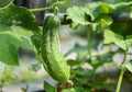 Vegetable Seeds,Garden seeds, Seeds For Planting,Plant Seeds