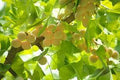 Fruit Seeds,Garden seeds, Seeds For Planting,Plant Seeds