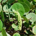 Fruit Seeds,Garden seeds, Seeds For Planting,Plant Seeds