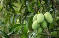 Fruit Seeds,Garden seeds, Seeds For Planting,Plant Seeds