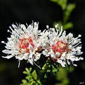 Flower Seeds, Seeds,Seeds For Planting,Plant Seeds