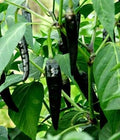 Vegetable Seeds,Garden seeds, Seeds For Planting,Plant Seeds