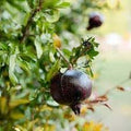 Fruit Seeds,Garden seeds, Seeds For Planting,Plant Seeds