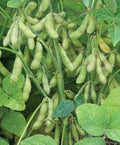 Vegetable Seeds,Garden seeds, Seeds For Planting,Plant Seeds