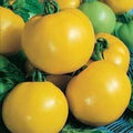Vegetable Seeds,Garden seeds, Seeds For Planting,Plant Seeds