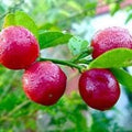 Fruit Seeds,Garden seeds, Seeds For Planting,Plant Seeds