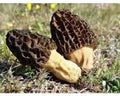 Vegetable Seeds,Garden seeds, Seeds For Planting,Plant Seeds