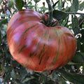 Vegetable Seeds,Garden seeds, Seeds For Planting,Plant Seeds