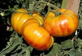 Vegetable Seeds,Garden seeds, Seeds For Planting,Plant Seeds