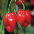 Vegetable Seeds,Garden seeds, Seeds For Planting,Plant Seeds