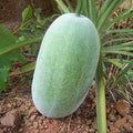 Vegetable Seeds,Garden seeds, Seeds For Planting,Plant Seeds