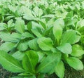 Vegetable Seeds,Garden seeds, Seeds For Planting,Plant Seeds