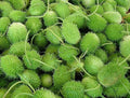 Vegetable Seeds,Garden seeds, Seeds For Planting,Plant Seeds