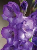 Flower Seeds, Seeds,Seeds For Planting,Plant Seeds