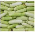Vegetable Seeds,Garden seeds, Seeds For Planting,Plant Seeds