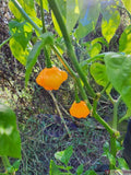 Vegetable Seeds,Garden seeds, Seeds For Planting,Plant Seeds