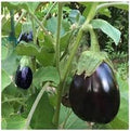 Vegetable Seeds,Garden seeds, Seeds For Planting,Plant Seeds