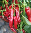 Vegetable Seeds,Garden seeds, Seeds For Planting,Plant Seeds
