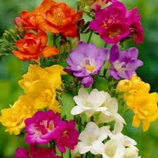 Flower Seeds, Seeds,Seeds For Planting,Plant Seeds