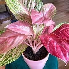 Flower Seeds, Seeds,Seeds For Planting,Plant Seeds