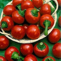 Vegetable Seeds,Garden seeds, Seeds For Planting,Plant Seeds