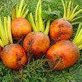 Vegetable Seeds,Garden seeds, Seeds For Planting,Plant Seeds