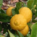 Vegetable Seeds,Garden seeds, Seeds For Planting,Plant Seeds