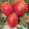 Vegetable Seeds,Garden seeds, Seeds For Planting,Plant Seeds