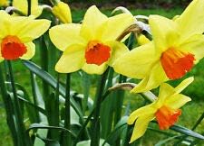 Flower Seeds, Seeds,Seeds For Planting,Plant Seeds