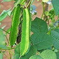 Vegetable Seeds,Garden seeds, Seeds For Planting,Plant Seeds