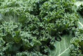 Vegetable Seeds,Garden seeds, Seeds For Planting,Plant Seeds