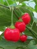 Vegetable Seeds,Garden seeds, Seeds For Planting,Plant Seeds