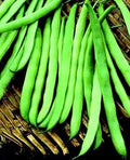Vegetable Seeds,Garden seeds, Seeds For Planting,Plant Seeds
