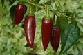 Vegetable Seeds,Garden seeds, Seeds For Planting,Plant Seeds